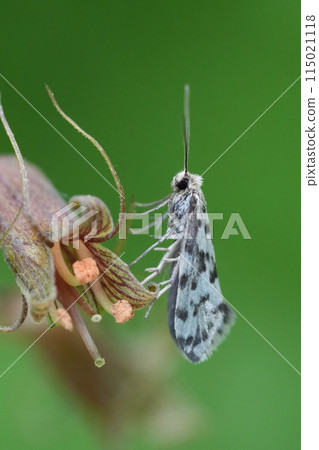 Closeup on a North- American Greya species moth, which feed on Saxifragaceae plant. Columbia river gorge 115021118