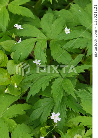 Vertical closeup on the flower of a pink purslane, candy flower, or Siberian miner's lettuce, Claytonia sibirica in Oregon Vertical closeup on the flower of a pink purslane, candy flower, or Siberian miner's lettuce, Claytonia sibirica in Oregon 115021121