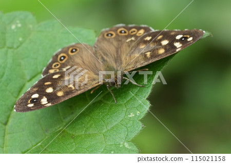 Extreme facial closeup on the Speckled wood butterfly, Pararge aegeria in the garden 115021158