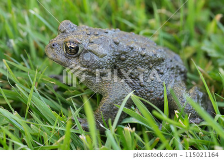 Closeup on an adult Western toad, Anaxyrus or Bufo boreas sitting on the grass Closeup on an adult Western toad, Anaxyrus or Bufo boreas sitting on the grass 115021164