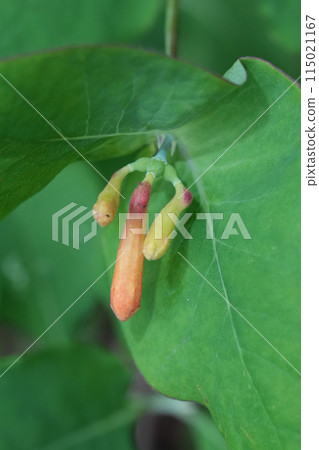 Closeup on an emerging flower of the North-American Orange honeysuckle, Lonicera ciliosa Closeup on an emerging flower of the North-American Orange honeysuckle, Lonicera ciliosa 115021167