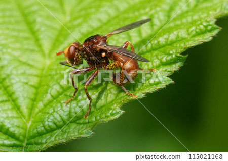 Closeup on a European Thick-headed, twisted wasp grabber, Sicus ferrugineus , a parasite on bees Closeup on a European Thick-headed, twisted wasp grabber, Sicus ferrugineus , a parasite on bees 115021168