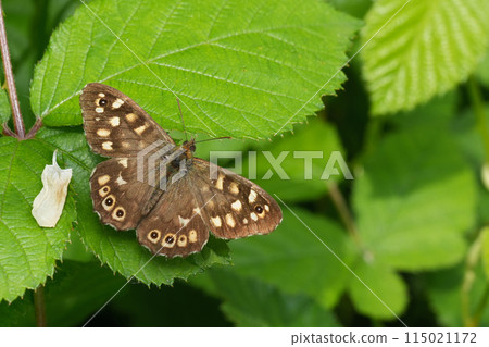 Closeup on the European brown speckled wood butterfly, Pararge aegeria with spread wings 115021172