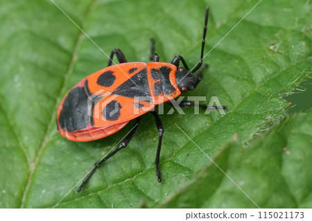 Closeup on a European red sap sucking firebug, Pyrrhocoris apterus, on a green leaf Closeup on a European red sap sucking firebug, Pyrrhocoris apterus, on a green leaf 115021173