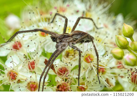 Vertical closeup on a male Nursery web spider, Pisaura mirabilis on a white flower Vertical closeup on a male Nursery web spider, Pisaura mirabilis on a white flower 115021200