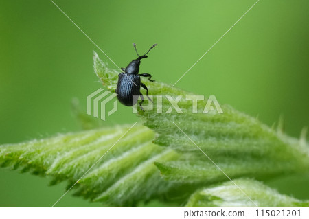 Closeup on a European miniature small dark weevil on a brambleberry leaf, Belgium. Closeup on a European miniature small dark weevil on a brambleberry leaf, Belgium. 115021201