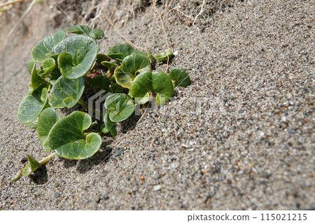 Decentralized closeup on an emerging Sea bindweed, Calystegia soldanella in the sand at the Oregon coast, Bandon Decentralized closeup on an emerging Sea bindweed, Calystegia soldanella in the sand at the Oregon coast, Bandon 115021215