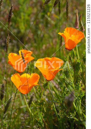 Closeup on the colorful orange flower of the California golden poppy or cup of gold, Eschscholzia californica 115021226