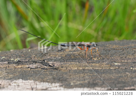 Closeup on a European large Ichneumonid Dolichomitus species wasp, with it's long ovipository 115021228