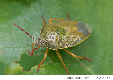 Closeup on the European gorse shield bug, Piezodorus lituratus on a green leaf Closeup on the European gorse shield bug, Piezodorus lituratus on a green leaf 115021232