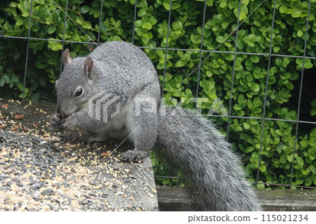 Closeup on a cute and fluffy Western Gray Squirrel, Sciurus griseus, searching for food at the bird feeder in the garden, Coquille, Oregon Closeup on a cute and fluffy Western Gray Squirrel, Sciurus griseus, searching for food at the bird feeder in the garden, Coquille, Oregon 115021234