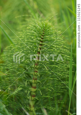 Closeup on the North American great horsetail puzzlegrass, Equisetum telmateia ad Bandon, Oregon Closeup on the North American great horsetail puzzlegrass, Equisetum telmateia ad Bandon, Oregon 115021245