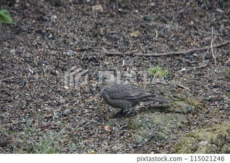 Closeup on the North-American Brown-headed Cowbird , Molothrus ater on the ground in an Oregon garden Closeup on the North-American Brown-headed Cowbird , Molothrus ater on the ground in an Oregon garden 115021246