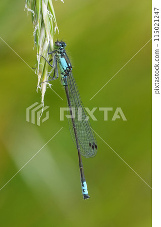 Closeup on the narrow-winged Pacific forktail damselfly, Ischnura cervula at Bandon , Oregon 115021247