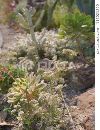 Flower beds at Lake Hamana Garden Park, May 2024 Flower beds at Lake Hamana Garden Park, May 2024 115021290