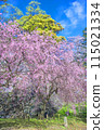Weeping cherry blossoms at Fukuoka Castle 115021334