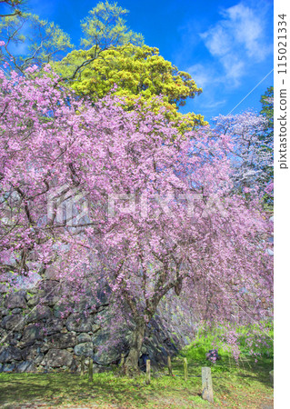 福岡城的垂枝櫻花 115021334