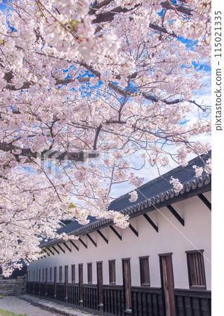 塔蒙砲塔和櫻花 塔蒙砲塔和櫻花 115021335