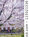 Tamon Tower and cherry blossoms 115021336