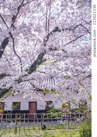 Tamon Tower and cherry blossoms Tamon Tower and cherry blossoms 115021336