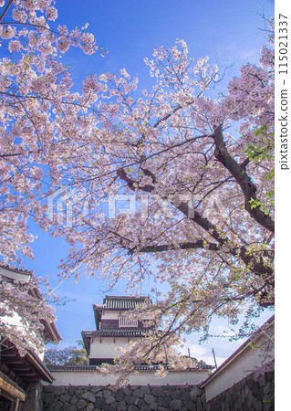 Shiomi turret and cherry blossoms Shiomi turret and cherry blossoms 115021337