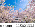 Shiomi turret and cherry blossoms 115021338