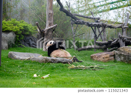 吃竹子的大熊貓 吃竹子的大熊貓 115021343