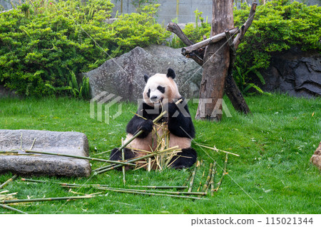 吃竹子的大熊貓 吃竹子的大熊貓 115021344