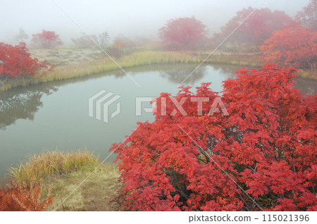 Kusatsu-Shirane Mountain: Autumn leaves of rowan Kusatsu-Shirane Mountain: Autumn leaves of rowan 115021396