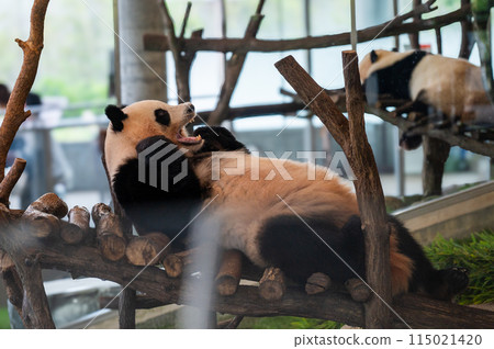 大貓熊仰面打哈欠 大貓熊仰面打哈欠 115021420