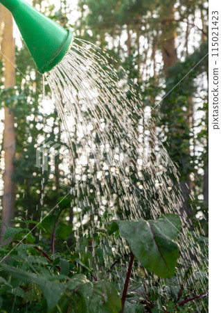 Unrecognizable farmer watering vegetable garden beds. Beetroots vegetables locally grown food produce. Sunlights sunset Unrecognizable farmer watering vegetable garden beds. Beetroots vegetables locally grown food produce. Sunlights sunset 115021423