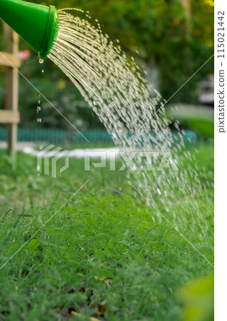 Farmer watering dill green herbs in outdoor garden. Concept of healthy eating homegrown greenery vegetables. Seasonal countryside cottage core life 115021442