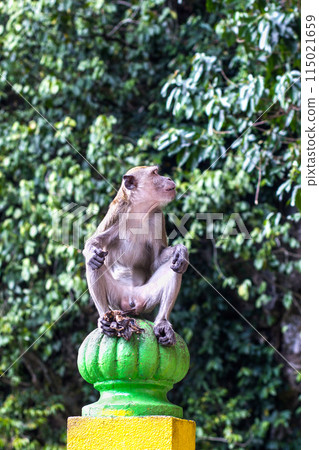 monkey 115021659