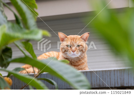 A stray cat looking at the camera through the leaves A stray cat looking at the camera through the leaves 115021849