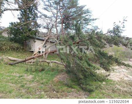 Trees fallen by spring wind 115022034