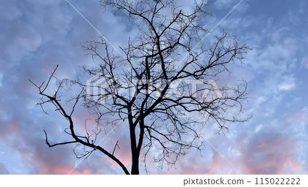 Silhouette of a tree with bare branches against a blue sky and sunrise. Silhouette of a tree with bare branches against a blue sky and sunrise. 115022222