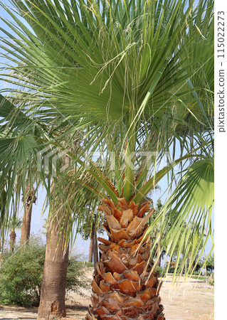 Green palms with thick brown trunks. Tree care. Tropical climate, nature Green palms with thick brown trunks. Tree care. Tropical climate, nature 115022273