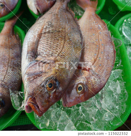 "Fish Market: Sea Bream" "Fish Market: Sea Bream" 115022332