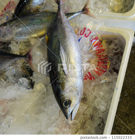 "Fish Market - Bonito" "Fish Market - Bonito" 115022333