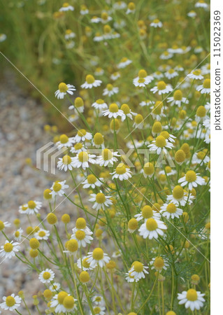 Flower beds at Lake Hamana Garden Park, May 2024 115022369