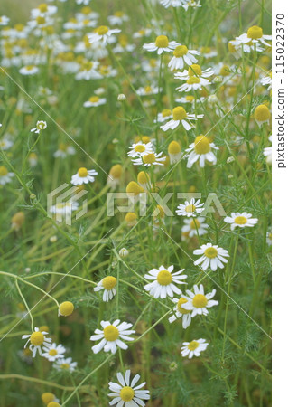 Flower beds at Lake Hamana Garden Park, May 2024 Flower beds at Lake Hamana Garden Park, May 2024 115022370