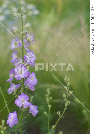 濱名湖花園公園花壇 2024 年 5 月 濱名湖花園公園花壇 2024 年 5 月 115022372