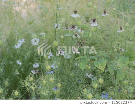 Flower beds at Lake Hamana Garden Park, May 2024 Flower beds at Lake Hamana Garden Park, May 2024 115022374