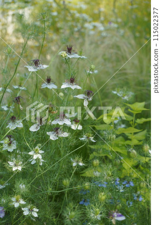 濱名湖花園公園花壇 2024 年 5 月 濱名湖花園公園花壇 2024 年 5 月 115022377