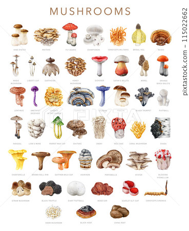 Big collection of vintage style painted mushrooms with names. Watercolor illustration. Different mushroom great collection. Table with painted edible, medicinal, poisonous fungi set. White background Big collection of vintage style painted mushrooms with names. Watercolor illustration. Different mushroom great collection. Table with painted edible, medicinal, poisonous fungi set. White background 115022662