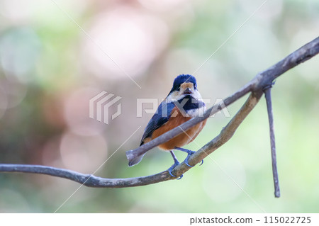 一隻可愛的鸚鵡(山雀家庭)正在尋找食物。 位於日本東京文京區小石川植物園。 2024 年新年 一隻可愛的鸚鵡(山雀家庭)正在尋找食物。 位於日本東京文京區小石川植物園。 2024 年新年 115022725