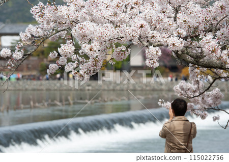 A woman looking at the cherry blossoms in full bloom A woman looking at the cherry blossoms in full bloom 115022756