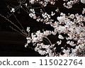 春天燈火通明的櫻花 115022764