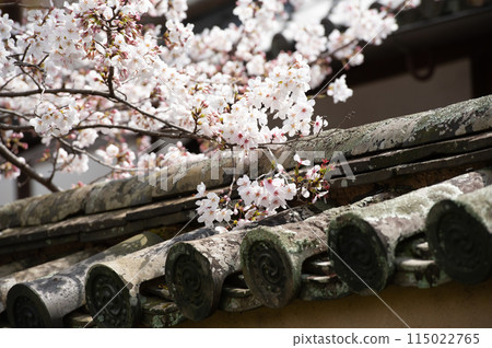 Cherry blossoms blooming on an old wall 115022765