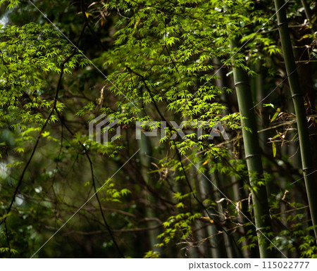 Bamboo grove shining in the light 115022777